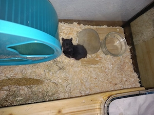 Goldhamsterjunge 