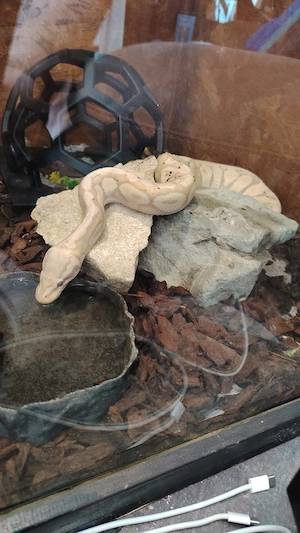 Männlichen Königsphyton sehr schön 