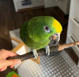 Gelbstirnamazone (m) 1 Jahr alt 