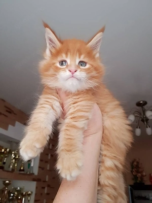 Freundliche reinrassige Maine-Coon-Kätzchen (männlich und weiblich)