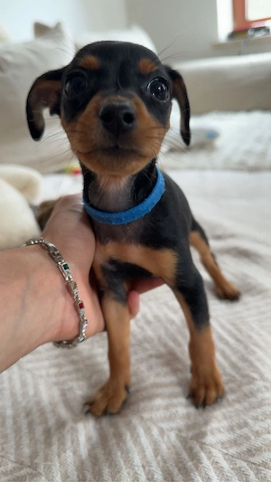 Zwergpinscher welpen