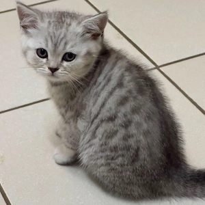 Wunderschöne BKH kitten abgabebereit