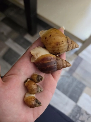 Achatschnecken