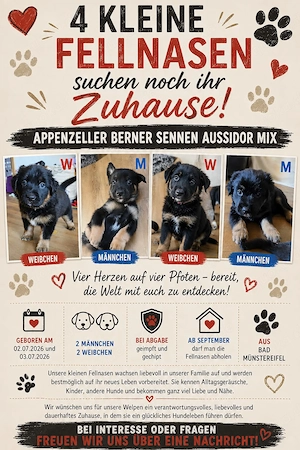 Aussidor-Bernersennen-Appenzeller-Mix-Welpen 