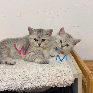 Wunderschöne BKH kitten abgabebereit