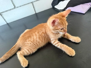 Süße Baby Katzen 