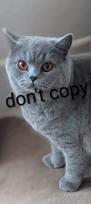 Hübsche BKH Katze m ausgezeichnetem Stammbaum