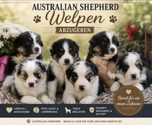 Australien Shepherd 's