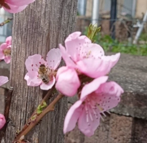 Bienenvolk, Bienenvölker, Ableger, Carnica, Zander