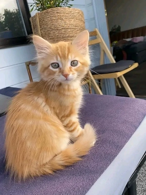 Zwei wunderbare reinrassige Maine-Coon-Kätzchen