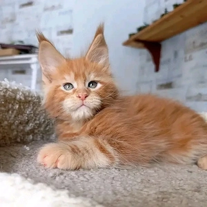 Gechippte und entwurmte Maine-Coon-Kätzchen