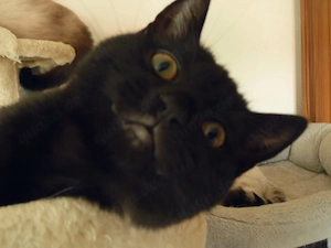 Wunderschöner Kater sucht sein Für-immer-Zuhause