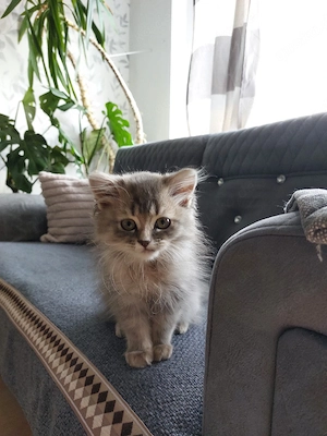 Süßes Katzenbaby abzugeben     