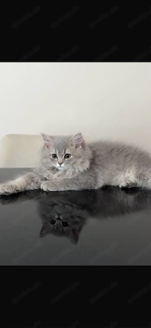 BLH Kitten 