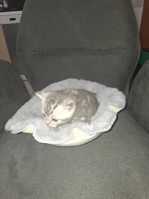 Britische Kurzhaar Kitten
