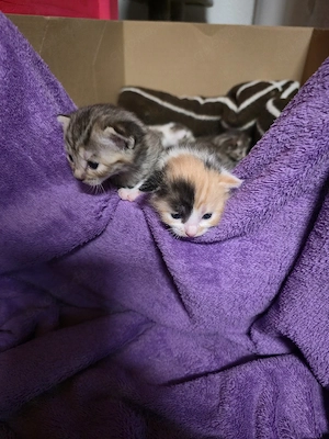 4 Kitten sind noch frei