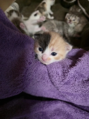 noch 4 Kitten suchen ein Zuhause