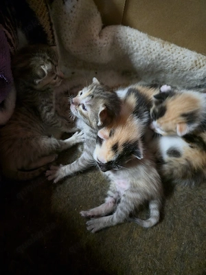Noch 3 Baby suchen noch ein Zuhause ab Oktober