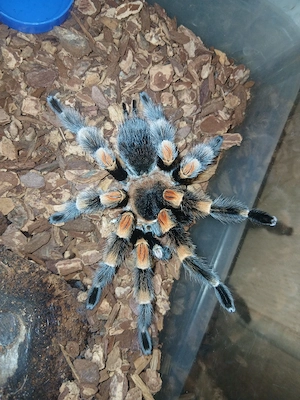 1.0 Brachypelma hamorii adult