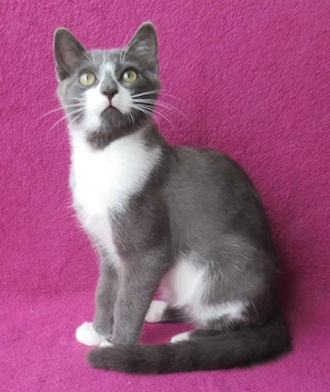 kleiner grau-weißer Kater Nubbel - 3 1 2 Monate alt - Katerchen - Kätzchen - Katzenjunge