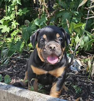 2 Letzte Welpen  Old English Bulldog Welpen