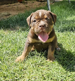 Old English Bulldog Welpen