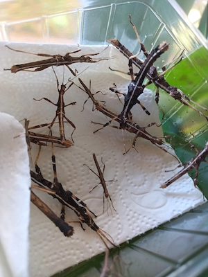 Sungaya Inexpectata Philippinische Gespenstschrecken Phasmiden Insekten Stabschrecken Terraristik