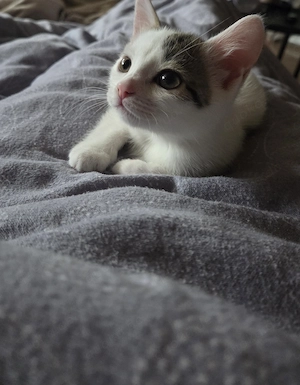 Kira 14 Wochen sucht neues liebevolles Zuhause 