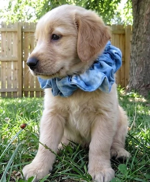 Bezaubernde Golden-Retriever-Welpen (Rüden und Hündinnen) suchen ein liebevolles Zuhause.
