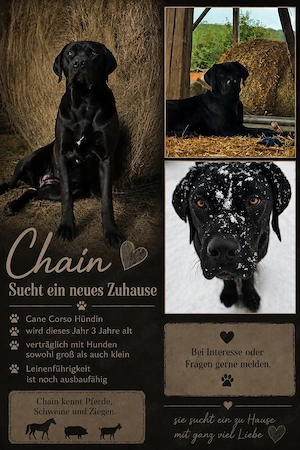 Cane Corso 