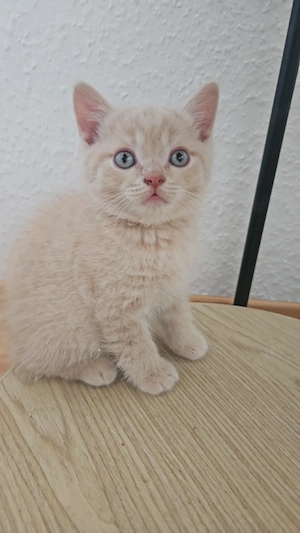 BKH Kitten 