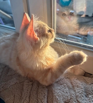 Knapp 4 Monate alter Maine Coon 