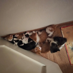 8 süße Katzenbabys suchen ein liebevolles Zuhause