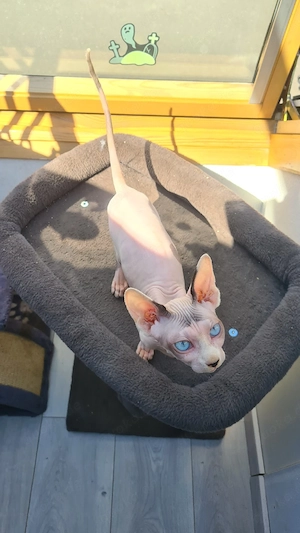 Sphynx Kitte Männlich 