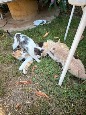 babykatzen 