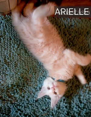 Maine Coon Kitten