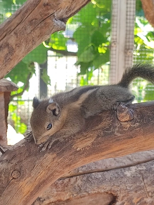 Streifenhörnchen, Chinesische Streifenhörnchen, Hörnchen 