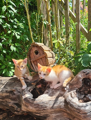 Verschmuste Katzenbabys, Kitten, Kätzchen 10 Wochen alt abzugeben