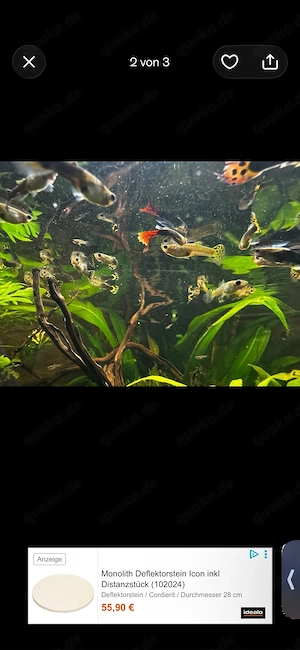 Guppy Nachwuchs