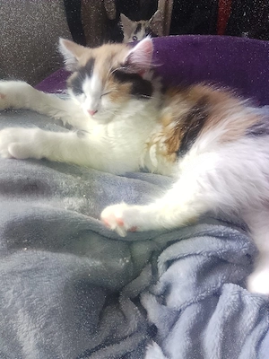 Kitten sind auszugsbereit