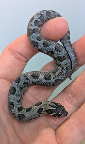 Stormcloud   Sable   Axanthic Heterodon nasicus, Hakennasennatter
