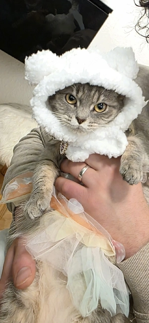 Katze BKH mix mit Kinder