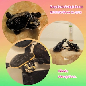 Rotbauchspitzkopfschildkröten (Emydura Subglobosa)Babys zu verkaufen