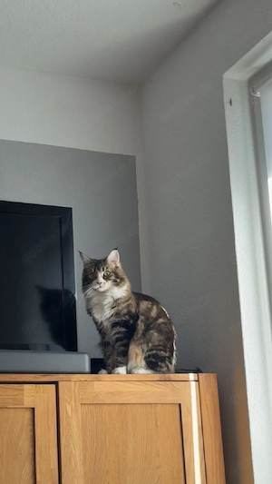 katze zuverkaufen