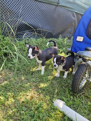 3 Zuckersüße Kurzhaar-Pomchi-Welpen