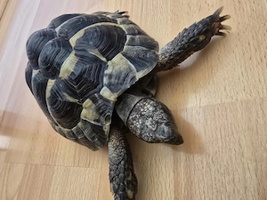 Griechische Landschildkroten männlich 