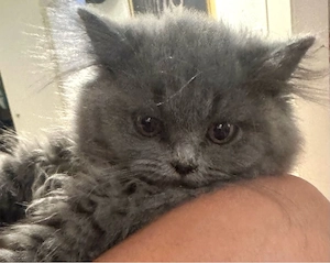 Katzen kitten 
