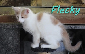 Maine Coon Mix Kätzchen. Geimpft, gechipt, entwurmt. DNA Gesund