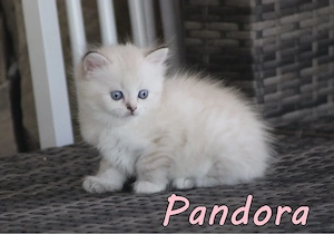 Maine Coon x Britisch Langhaar Kitten. Geimpft, gechipt, entwurmt