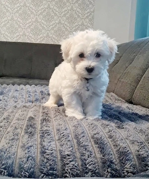 Wunderschöne Maltipoo-Welpen suchen liebevolle Familien